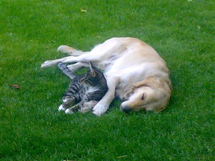 Golden retriever Tantor - Efter en tur i narkose er der intet bedre end en lur sammen med Terk billede 15