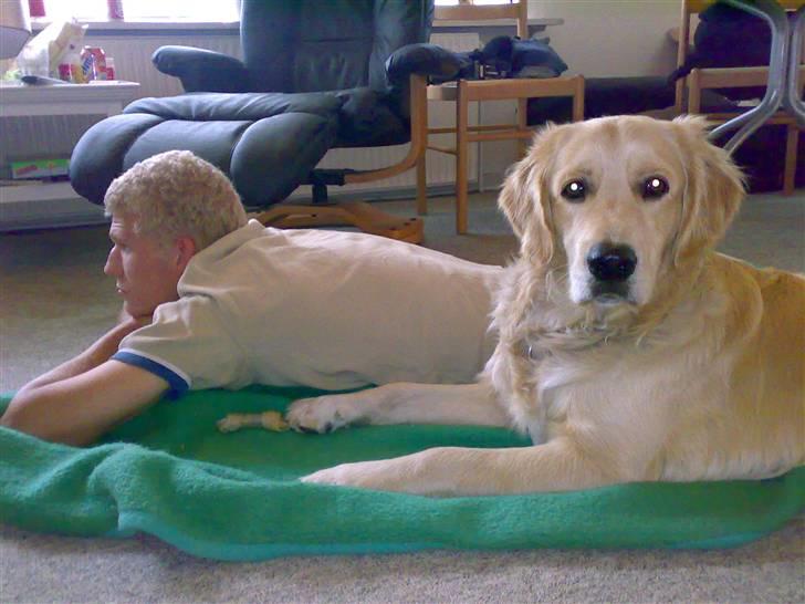 Golden retriever Tantor - At se fjernsyn med min far er rigtig hyggeligt! billede 16