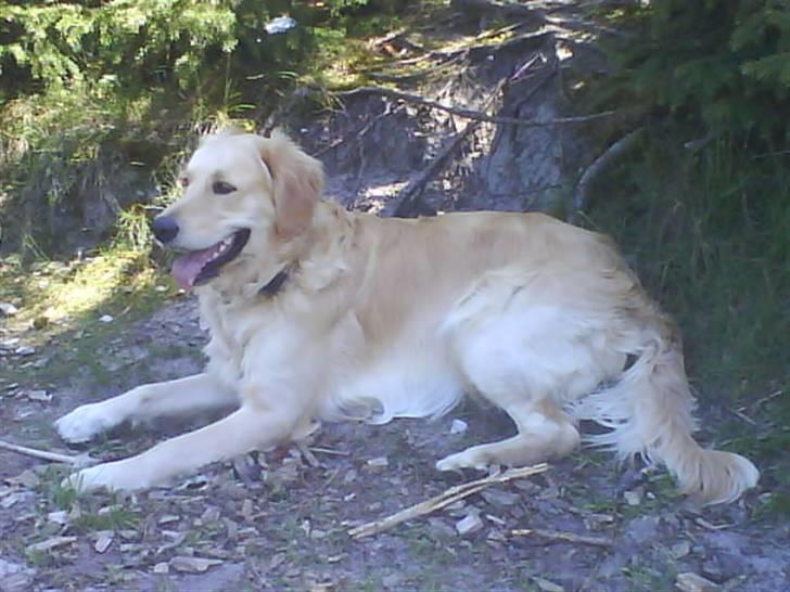 Golden retriever Tantor - En tur i hundeskoven er anstrengende, men sjovt! billede 17