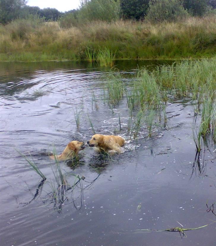 Golden retriever Tantor - Elsker bare at bade - specielt sammen med Serina! ;-) billede 18