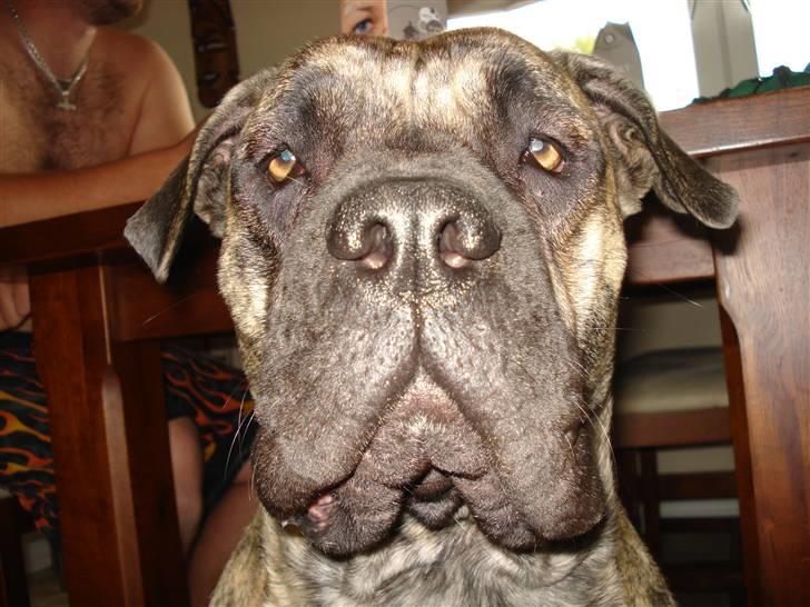 Boerboel Anasha Nynne DØD :( - Bedårende kan jeg også se ud!!  billede 13