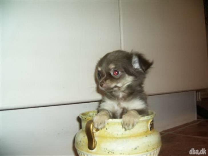 Chihuahua Isabell - Så lille var jeg engang billede 8