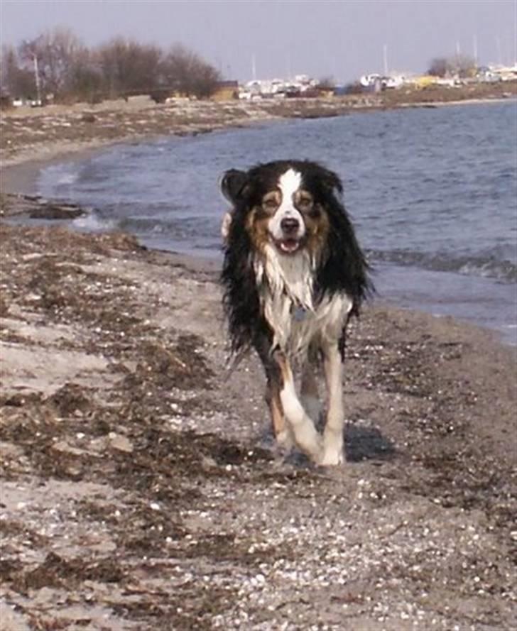 Australian shepherd LP1, RBM,  Painted Magic  Boromir of Gondor RIP   - Våd træt og beskidt - nærmest lykkelig billede 8