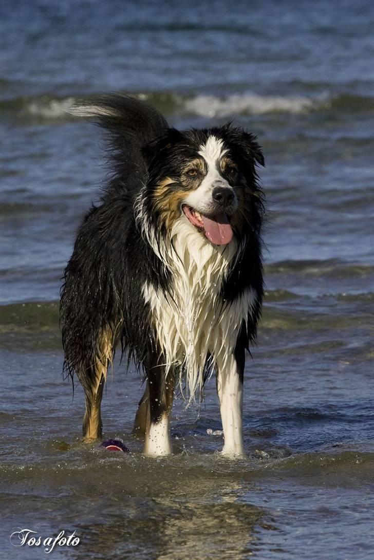 Australian shepherd LP1, RBM,  Painted Magic  Boromir of Gondor RIP   - Aslan hyrder - han kan sku alt den hund! billede 9