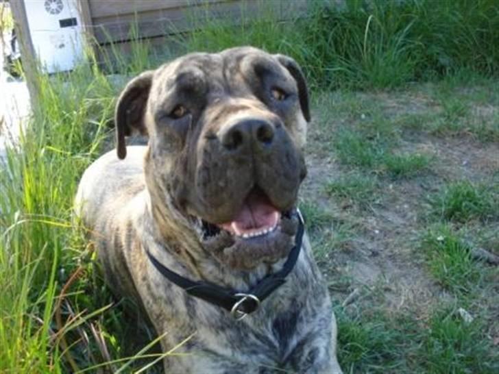 Boerboel Anasha Nynne DØD :( billede 15