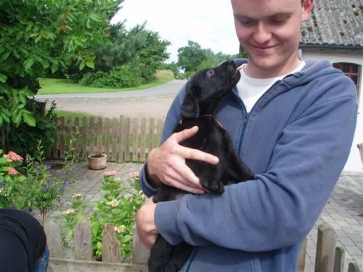 Flat coated retriever Fia (Kennelnavn Honey)  - Fia møsser lige lidt på Johan<3 billede 11