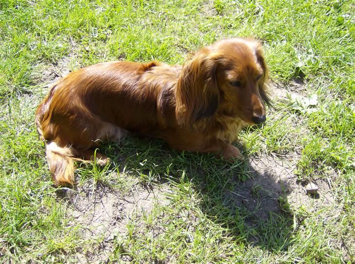 Dværggravhund MILA - dejlig mila billede 1