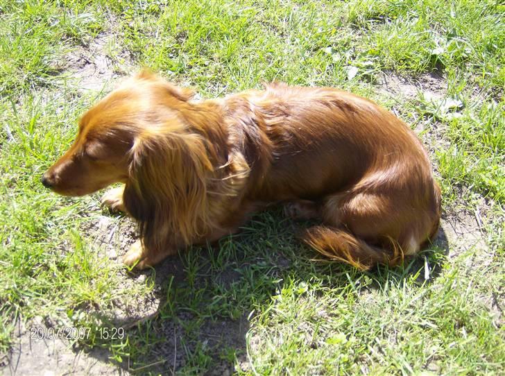 Dværggravhund MILA - mila er en tur i haven billede 2