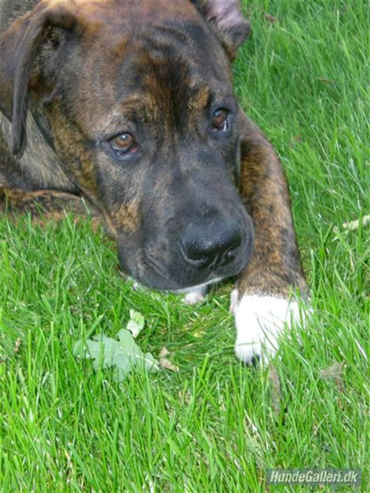 Blanding af racer Balder billede 1