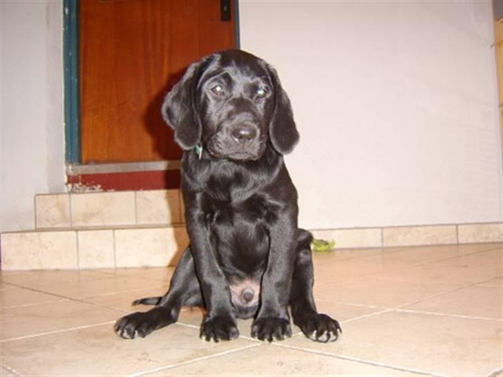 Labrador retriever Bertram R.I.P - Bertram 12 ugere. billede 6