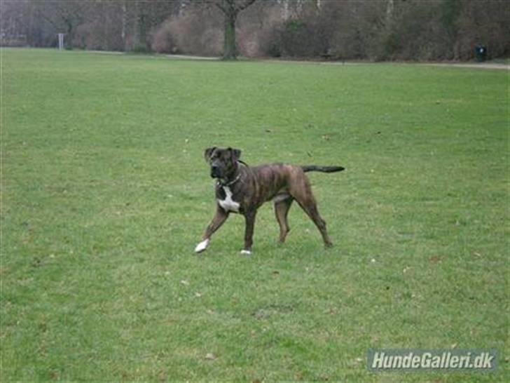 Blanding af racer Balder - Nu er jeg træt af at lege billede 2