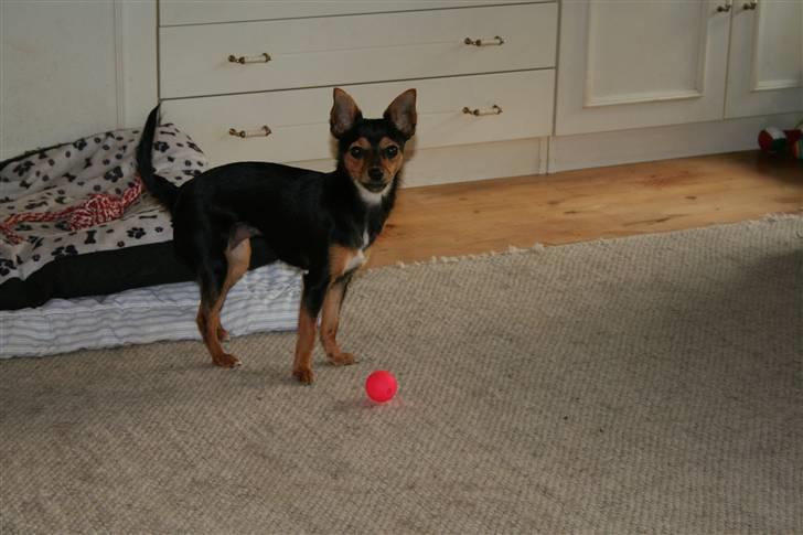 Chihuahua Malou - Hvem gider og lege med mig ?? billede 9