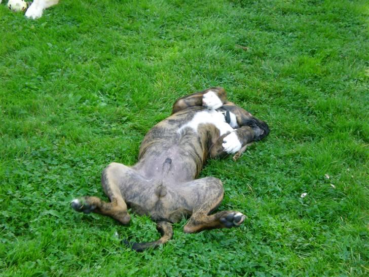 Blanding af racer Balder - Ligger lige og nyder det gode sommervejr billede 3