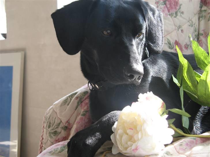 Blanding af racer **Jeaci** R.I.P :'( - Hej & Velkommen:) billede 1