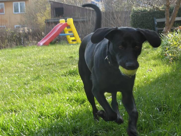 Blanding af racer **Jeaci** R.I.P :'( - Flapøre er mit mellemnavn!:p - 1 år! (13/4-08) billede 2