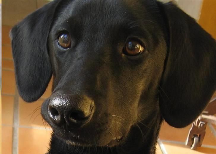 Blanding af racer **Jeaci** R.I.P :'( - "Se ind i mine øjne! Når jeg siger NU vil du være i tranze og giver mig den godbid! NU!" ("Æhm.. Nej Jeaci?") "Damn..!" ;D billede 3