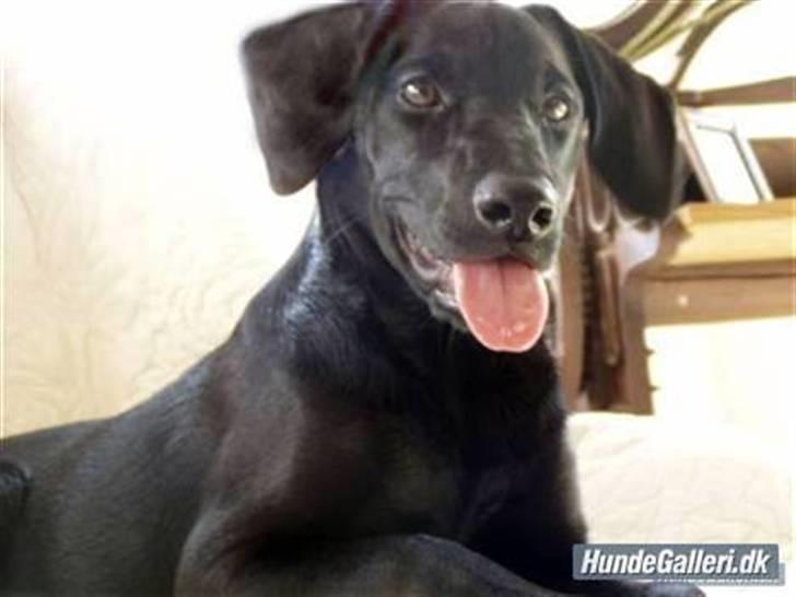 Blanding af racer **Jeaci** R.I.P :'( - Man kan bare se det i hendes øjne: Glad, frisk & klar på ballade! *GG* :D billede 4