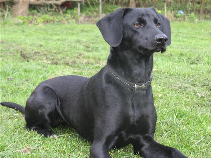 Blanding af racer **Jeaci** R.I.P :'( - Så smuk, stolt, koncentreret og.... Hey!? Var det en kat!? Jeg er ret sikker på det var en kat! Bye bye! xD billede 5