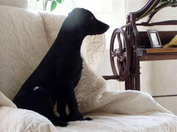 Blanding af racer **Jeaci** R.I.P :'( billede 6