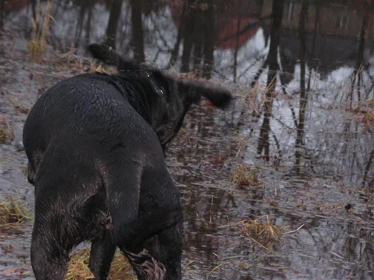 Blanding af racer **Jeaci** R.I.P :'( - Shake that ears for me! billede 7