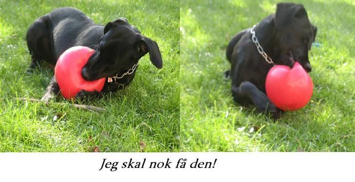 Blanding af racer **Jeaci** R.I.P :'( - Go´ bold! billede 9