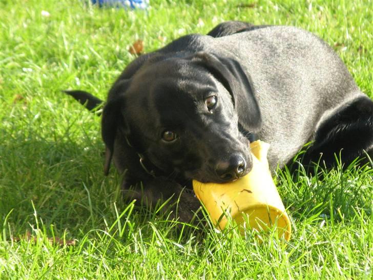 Blanding af racer **Jeaci** R.I.P :'( - Jeg har ikk gjort noget!? billede 10