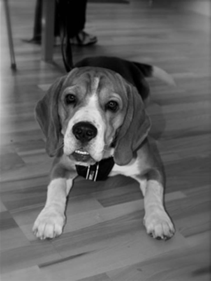 Beagle Oscar billede 18