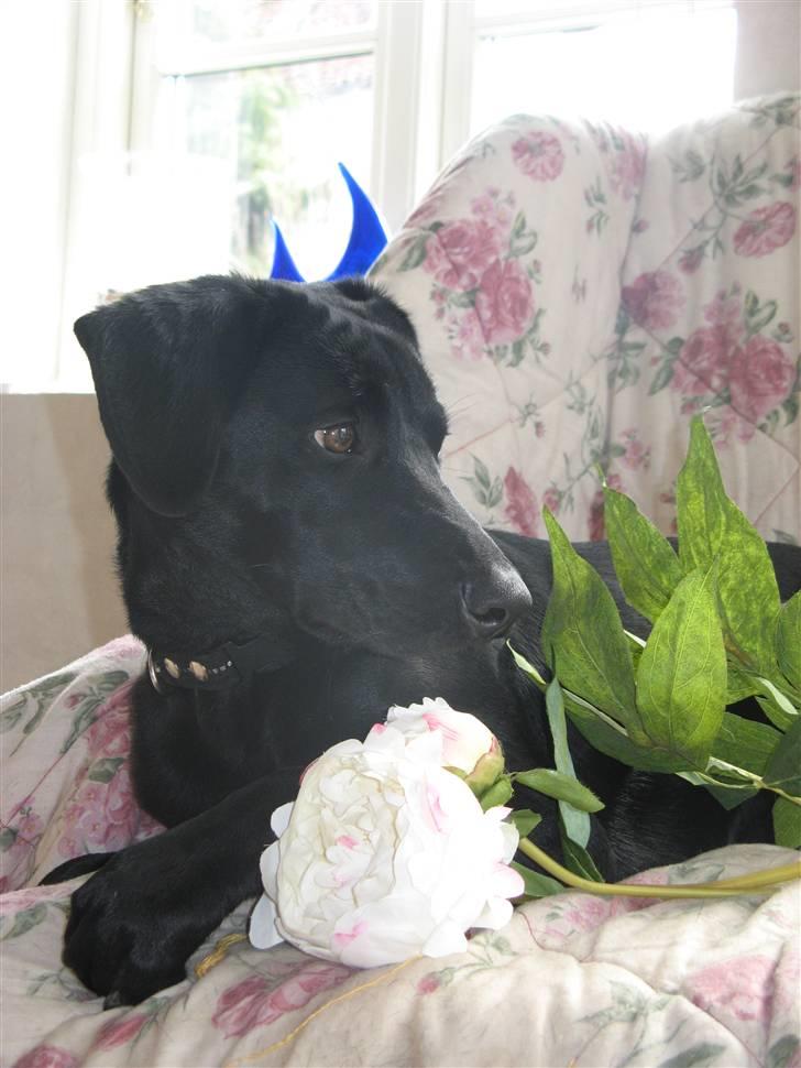 Blanding af racer **Jeaci** R.I.P :'( - <3 billede 11