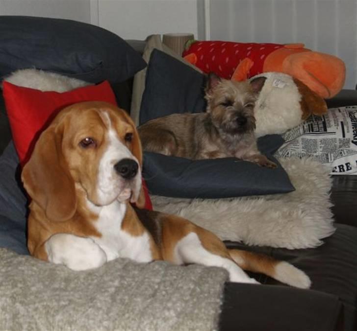 Beagle Oscar - Oscar og hans søde veninde Stella efter en god dags tumlen :) billede 19