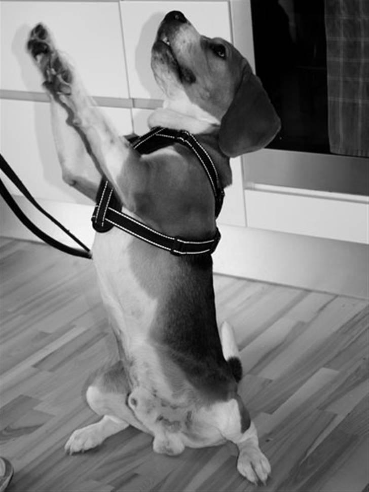 Beagle Oscar billede 20