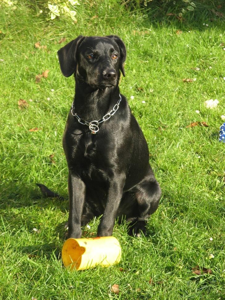 Blanding af racer **Jeaci** R.I.P :'( - Mmm! Min pels ser rigtig godt ud her i solen, ikk? ;) billede 12