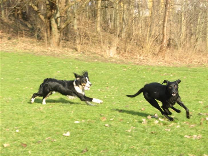 Blanding af racer **Jeaci** R.I.P :'( - HA! Du fanger mig aldrig Viggo! MUHAHAHAHAHAHA! billede 13