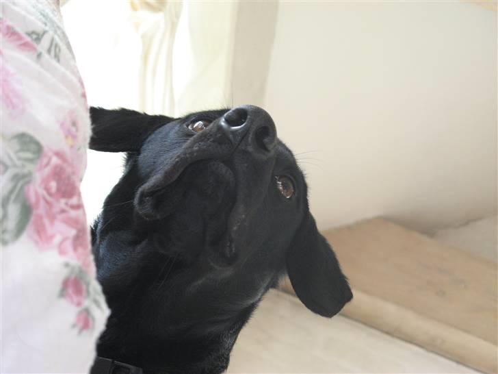 Blanding af racer **Jeaci** R.I.P :'( - HA! Nu er det MIG der er høj! :D - 1 år! (13/4-08) billede 14