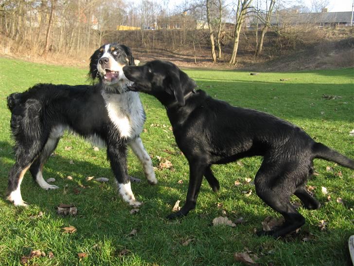 Blanding af racer **Jeaci** R.I.P :'( - Hihihihihihi! Jeg går helt i selvsving når Viggo er her! ;p billede 15