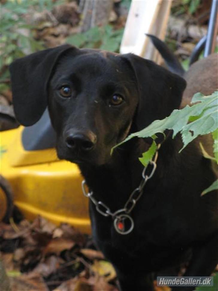 Blanding af racer **Jeaci** R.I.P :'( - :) billede 16