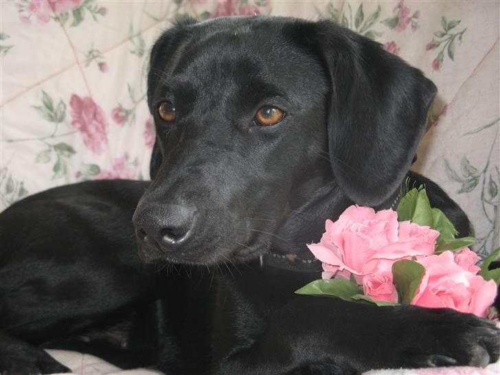 Blanding af racer **Jeaci** R.I.P :'( - Lige igen: Hvorfor skulle jeg ligge med denne blomst? - 1 år! (13/4-08) billede 18