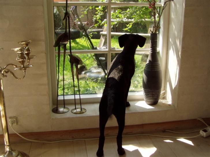 Blanding af racer **Jeaci** R.I.P :'( - Grrr! Et skridt nærmere kat og jeg kommer efter dig i nat! xD billede 19