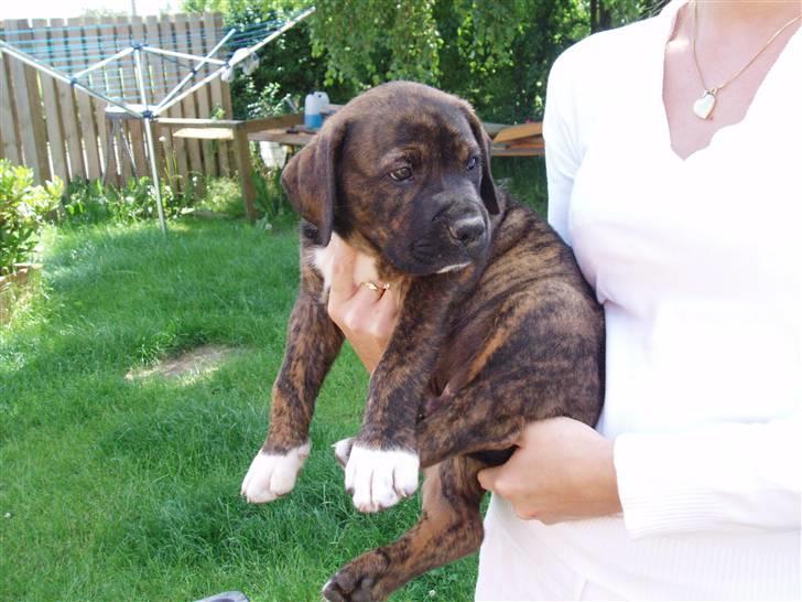 Blanding af racer Balder - I armene på sin tidligere mor, imedens han stadig er lille. billede 4