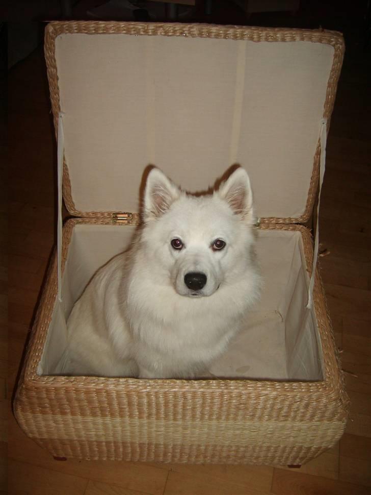 Samojedhund Bella Donna  billede 10