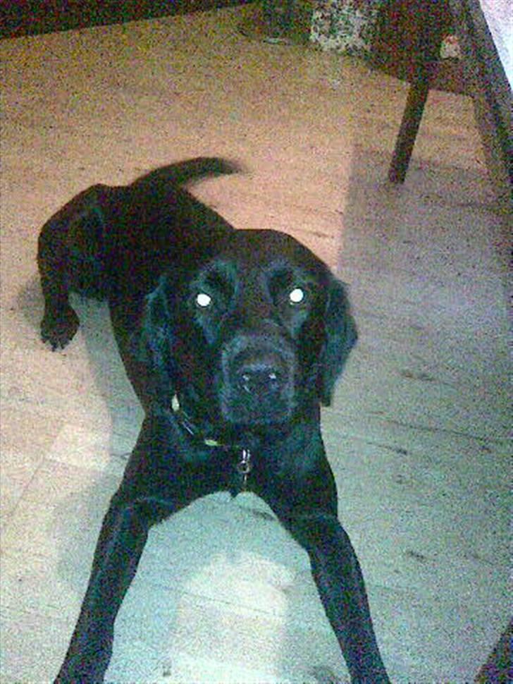 Labrador retriever Trunte * passede/min* - hej hvem er i.. nyt billed . fuck hvor jeg savner dig trunte :D billede 1