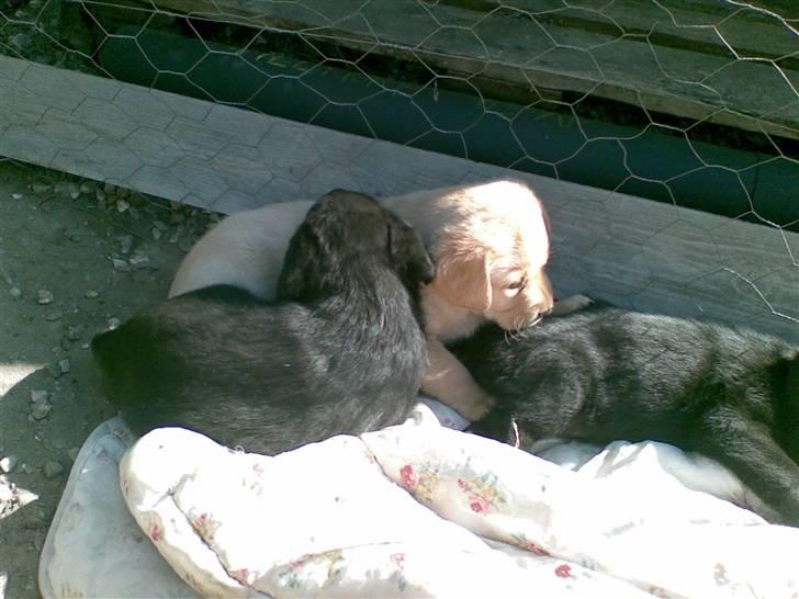 Labrador retriever Trunte * passede/min* - her ligger jeg med mine søskende billede 2