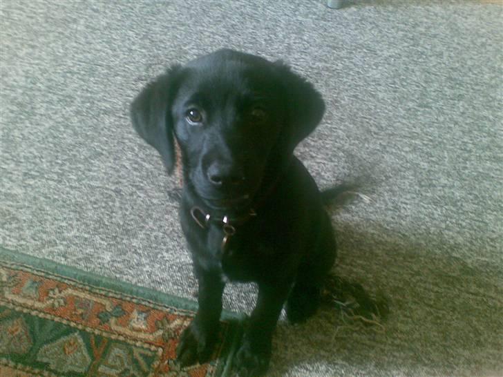 Labrador retriever Trunte * passede/min* - har du nået til mig.. billede 3