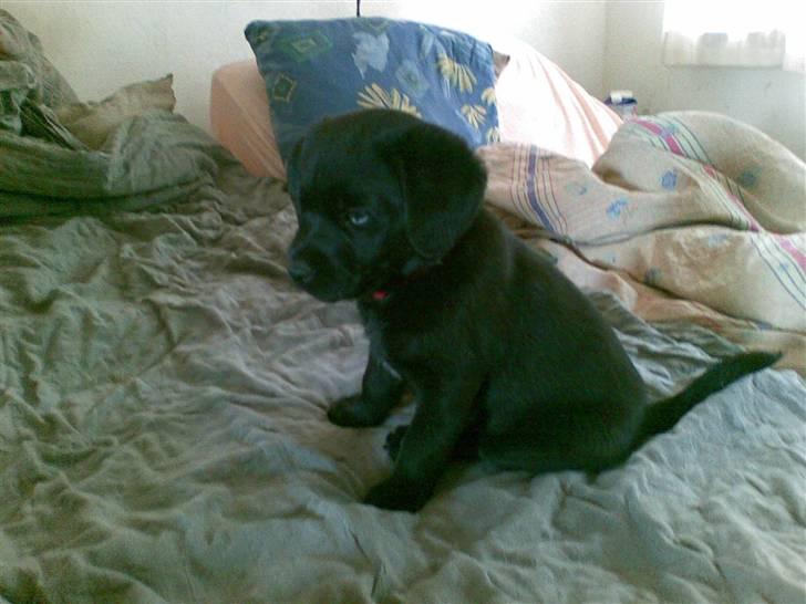 Labrador retriever Trunte * passede/min* - hehe det her min seng, så hold dig væk billede 4