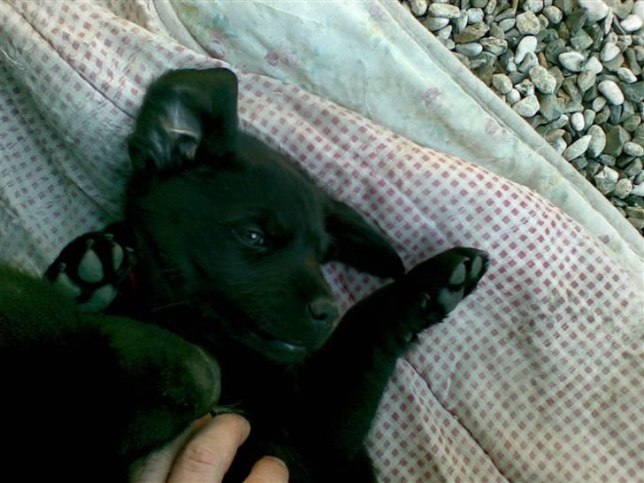 Labrador retriever Trunte * passede/min* - jubii en der vil kæle mig lidt på mave.. :) billede 5