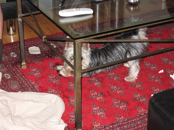 Australian silky terrier Anton - Jeg elsker at gemme mig for mor billede 8