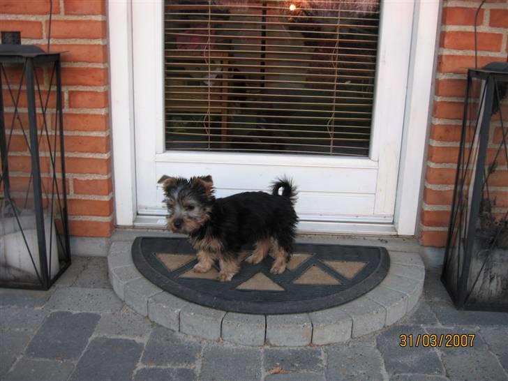 Australian silky terrier Anton - Jeg føler mig MEGET stor billede 11