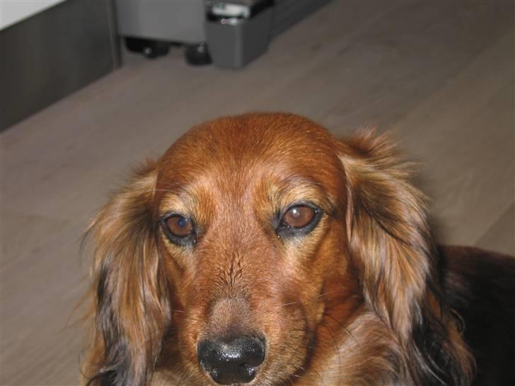 Gravhund Tea billede 20