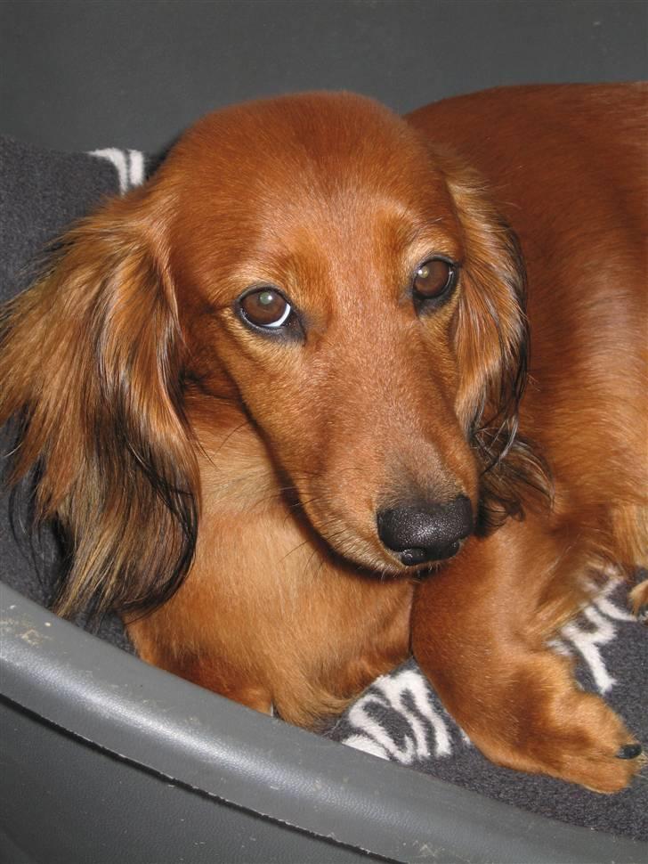 Gravhund Anna - r.i.p :'( billede 20