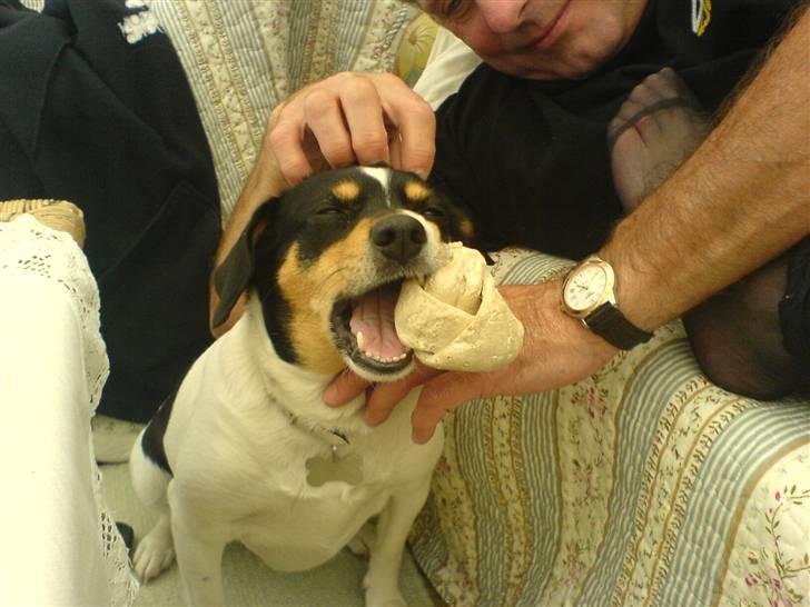 Dansk svensk gaardhund Lucky - Lucky musen :) billede 1