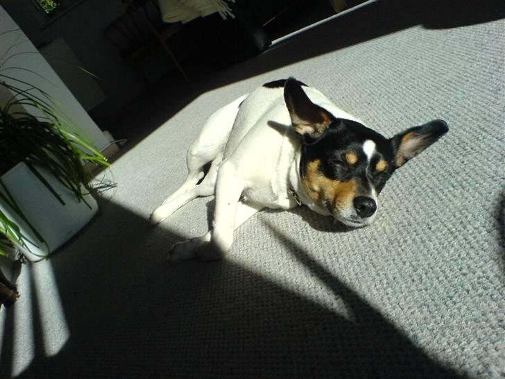 Dansk svensk gaardhund Lucky - zz ... billede 2